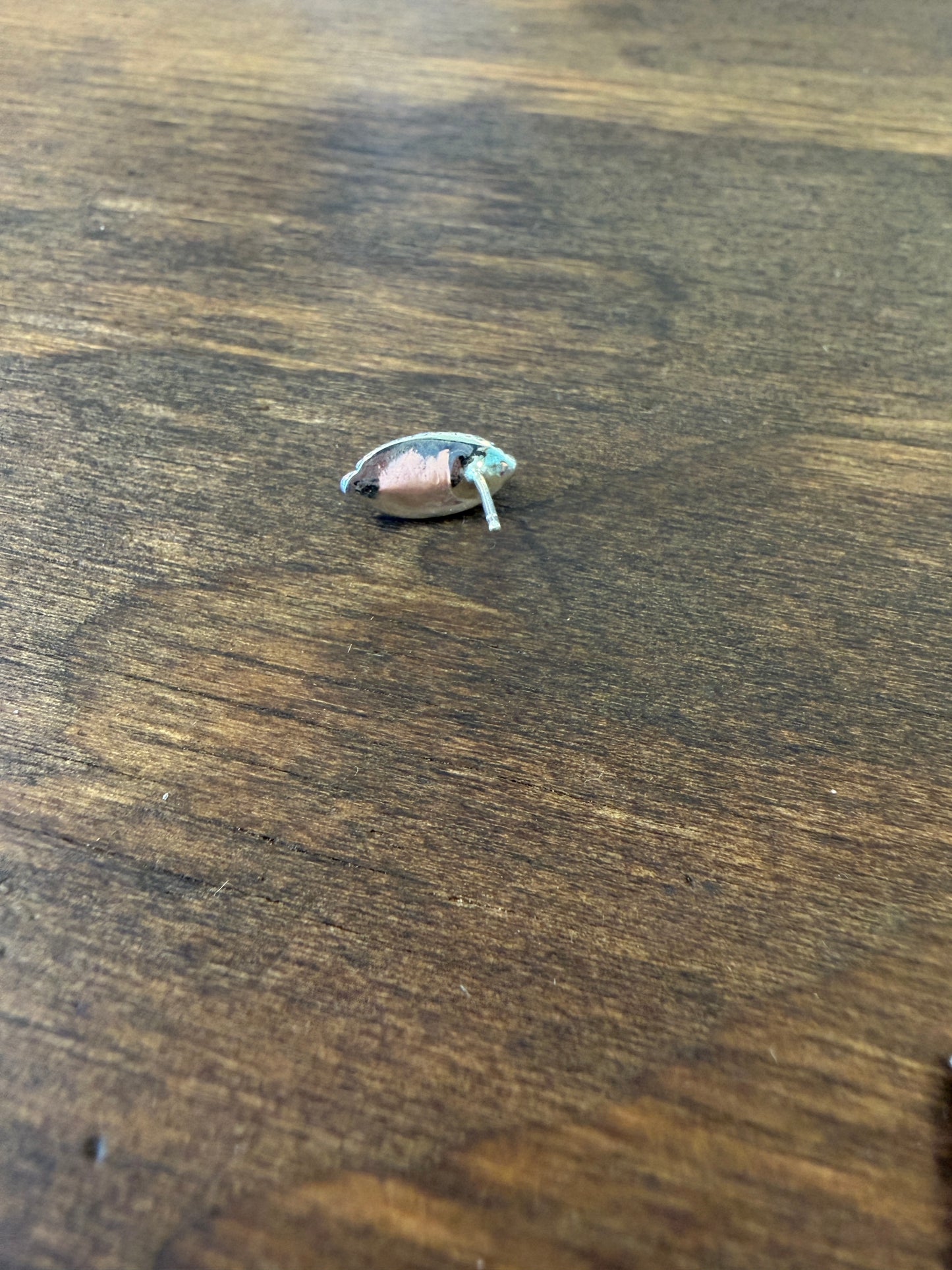 New turquoise pointed stud earrings